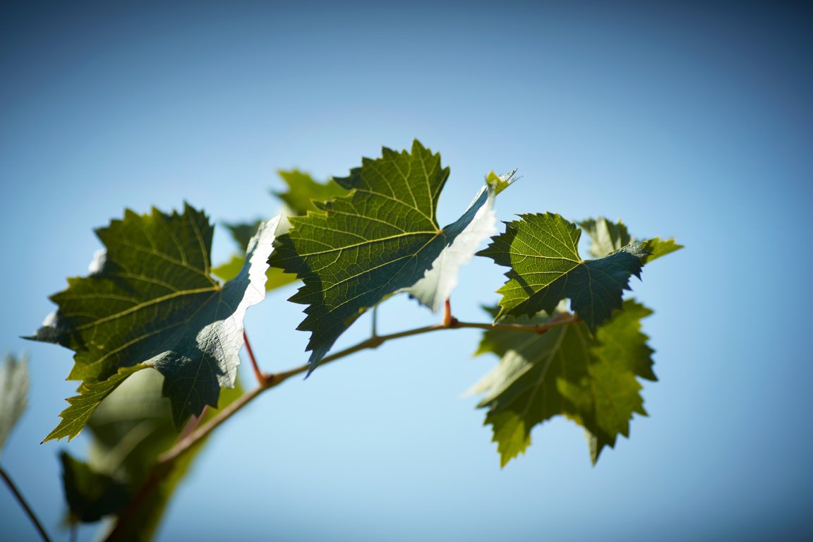 Feuille de vigne