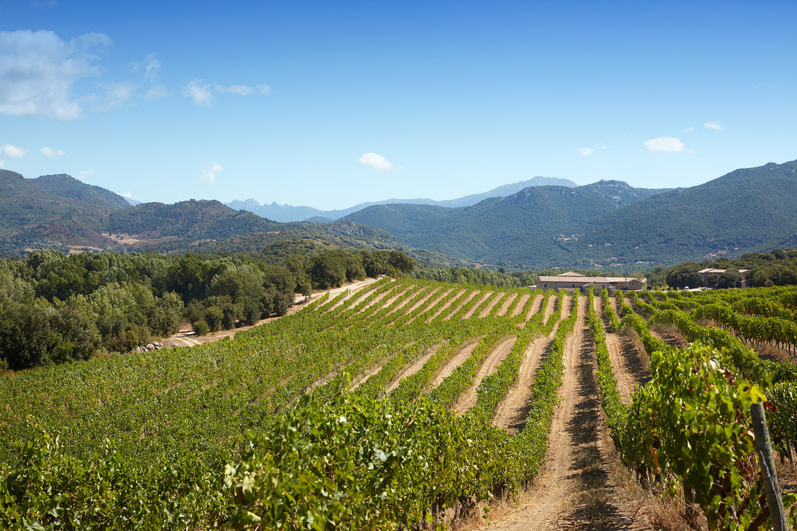 Les vignes, la batisse, les aiguilles de Bavella