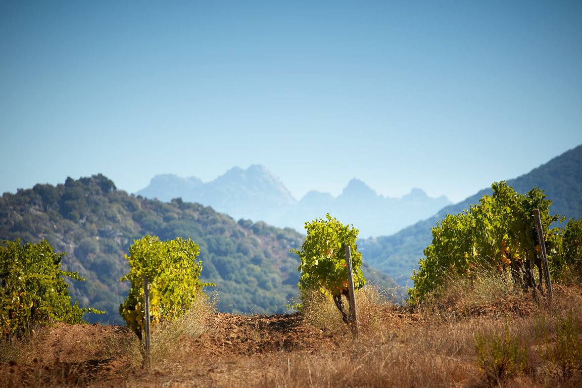 Vignes et aiguilles de Bavella