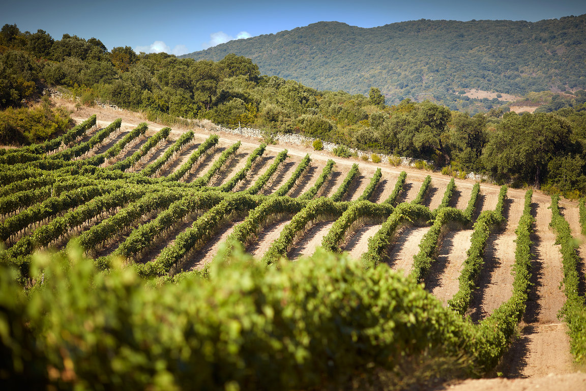 Vignes à Sartène