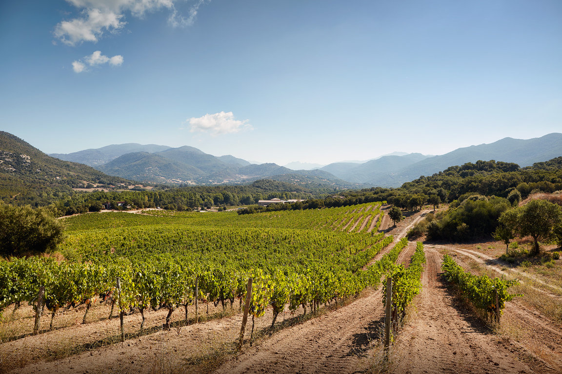 Vignes à Sartène 2