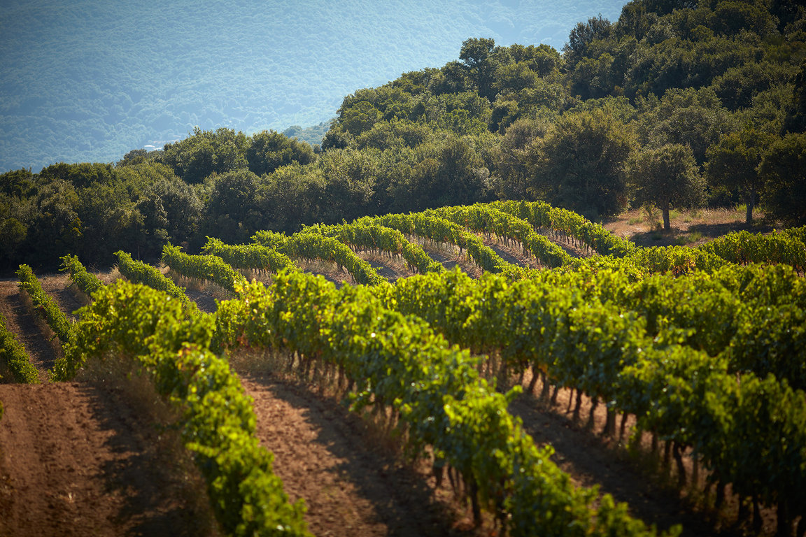 Vignes à Sartène 3