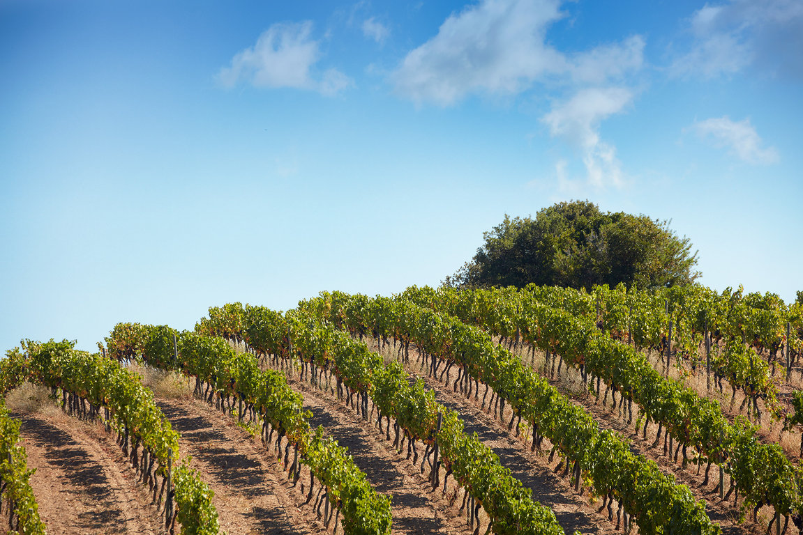 Vignes à Sartène 4